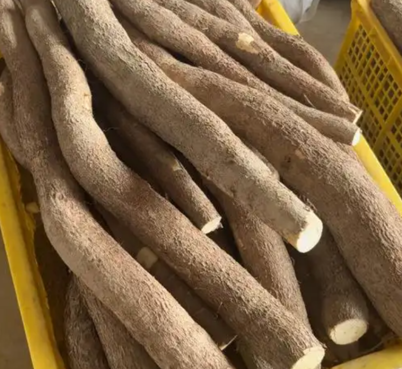 黄心木薯（糖水专用），60万斤，自家基地，新鲜货源（当天挖）