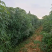 黄心木薯（糖水专用），60万斤，自家基地，新鲜货源（当天挖）