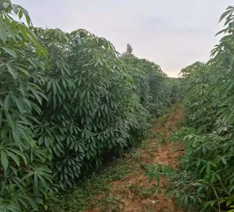 黄心木薯（糖水专用），60万斤，自家基地，新鲜货源（当天挖）