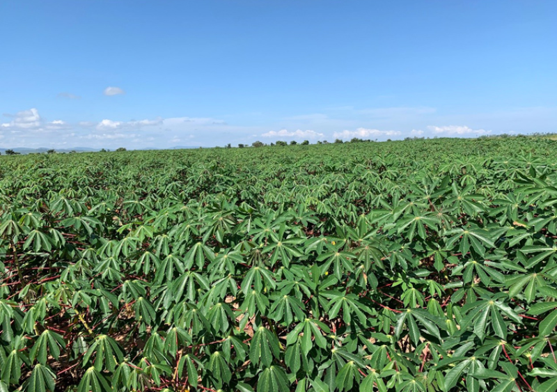 黄心木薯（糖水专用），60万斤，自家基地，新鲜货源（当天挖）