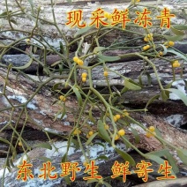 槲寄生也叫冬青