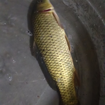 鲤鱼三斤以上