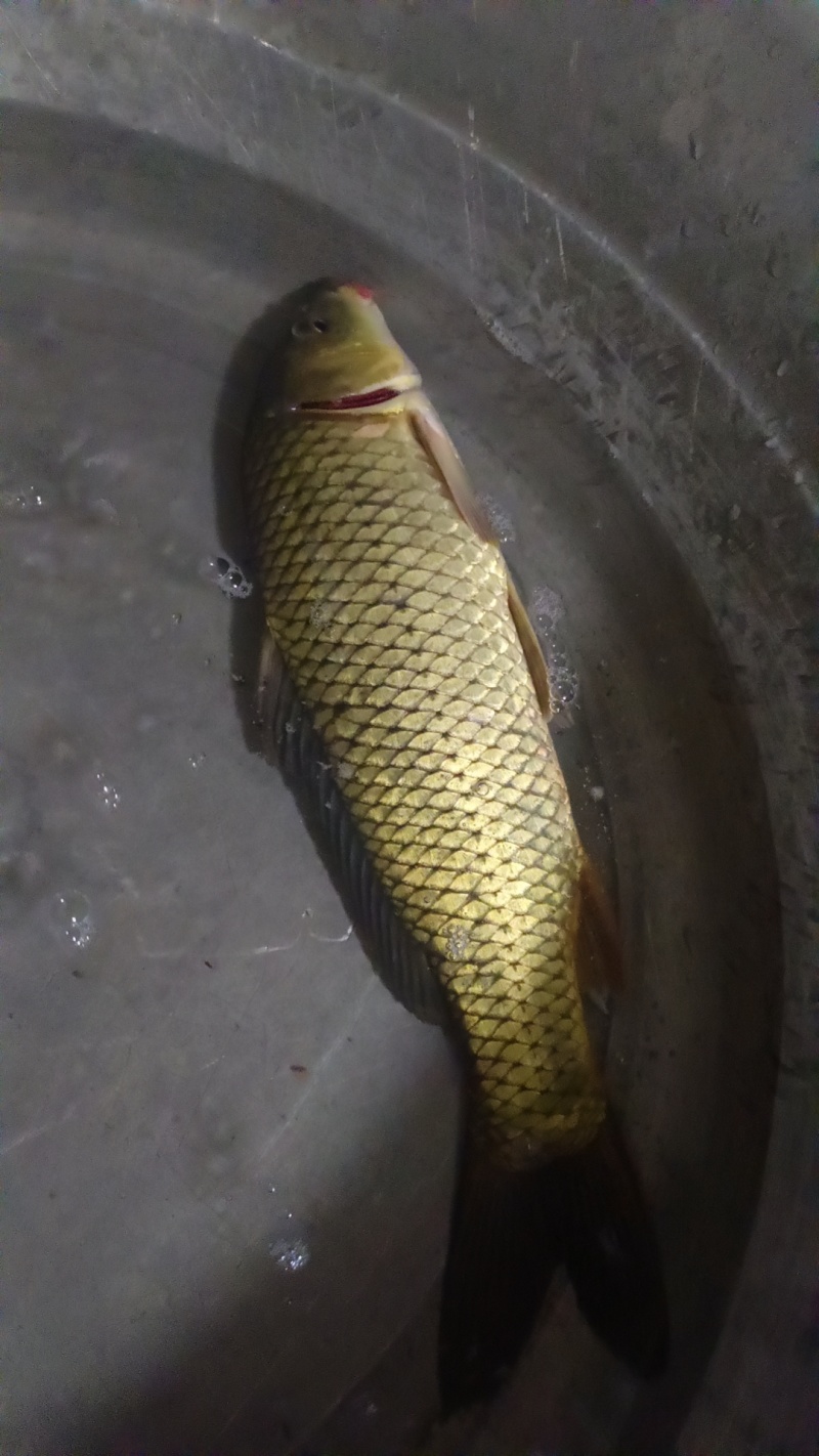 鲤鱼三斤以上