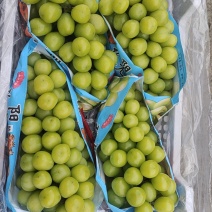 大量出售巨峰葡萄，阳光玫瑰葡萄