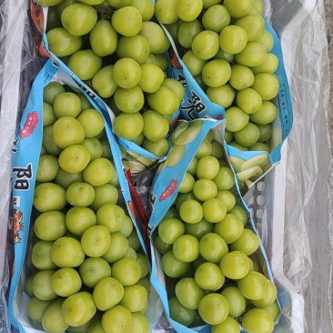大量出售巨峰葡萄，阳光玫瑰葡萄