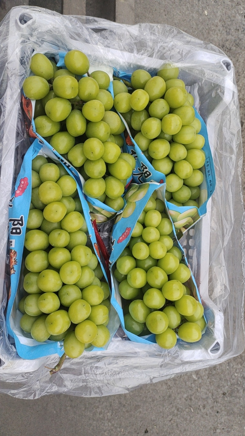 大量出售巨峰葡萄，阳光玫瑰葡萄