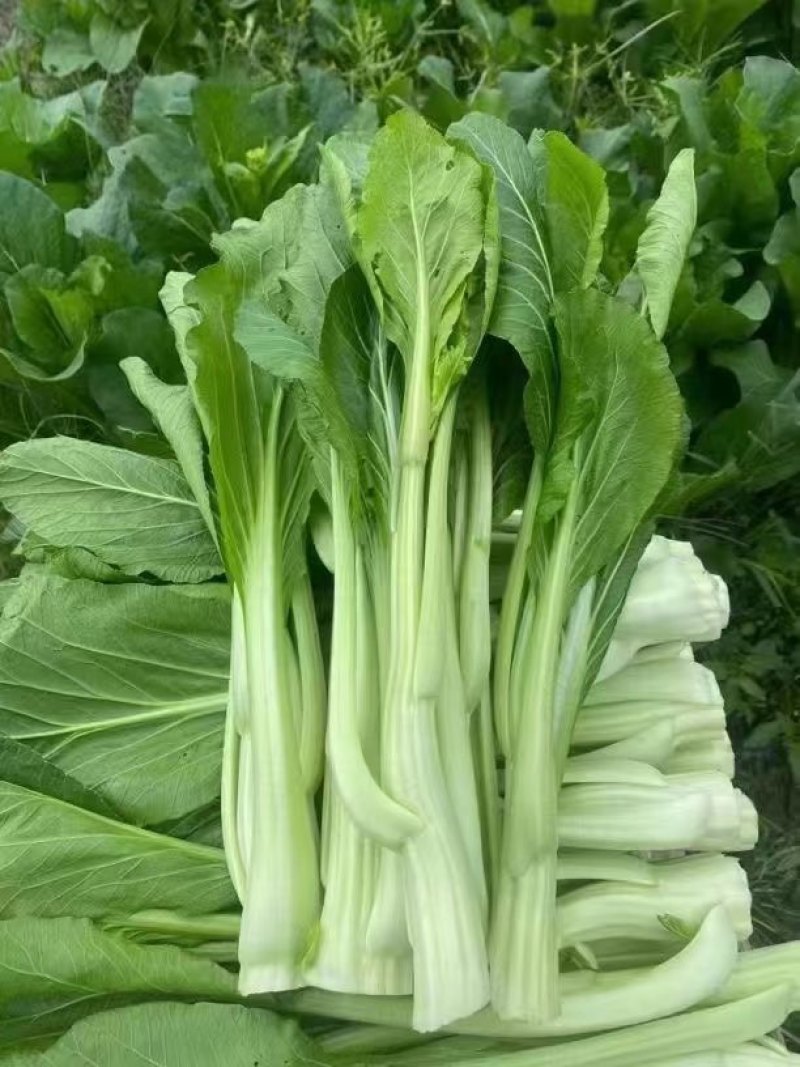 连州迟菜心，原产地，可配送到广东省内