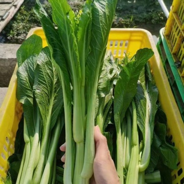 连州迟菜心，原产地，可配送到广东省内