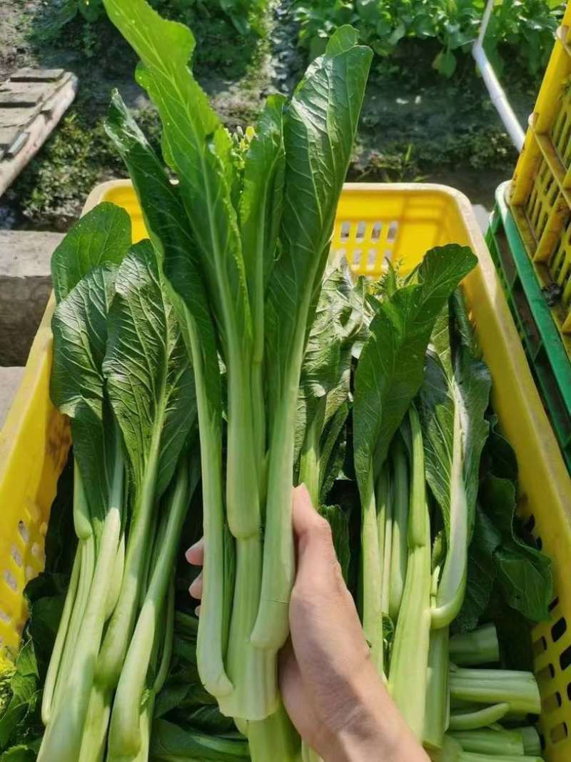 连州迟菜心，原产地，可配送到广东省内
