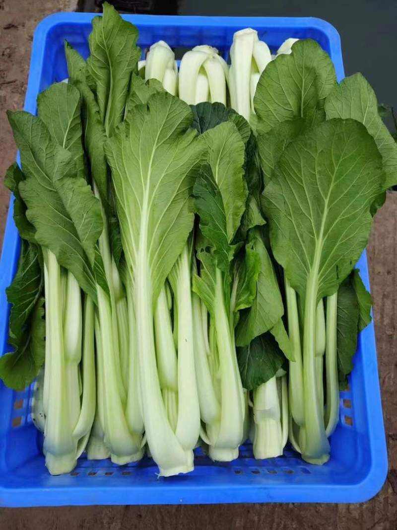 连州迟菜心，原产地，可配送到广东省内