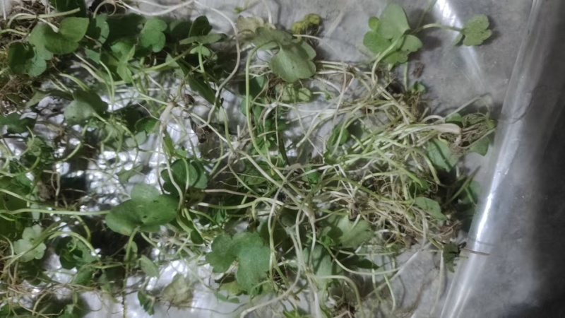 猫爪草，青苗，白芽