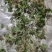 猫爪草，青苗，白芽