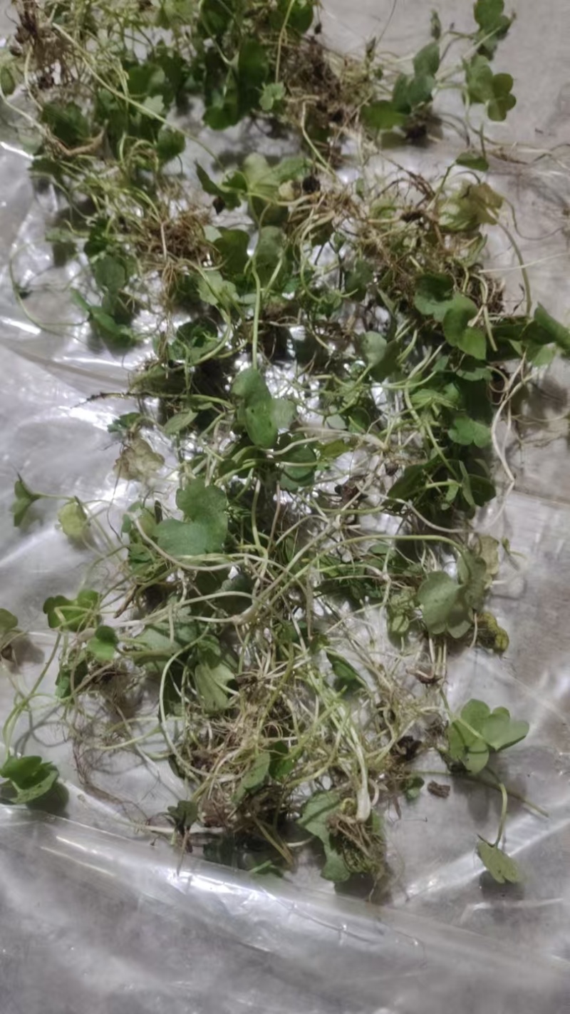 猫爪草，青苗，白芽