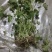 猫爪草，青苗，白芽