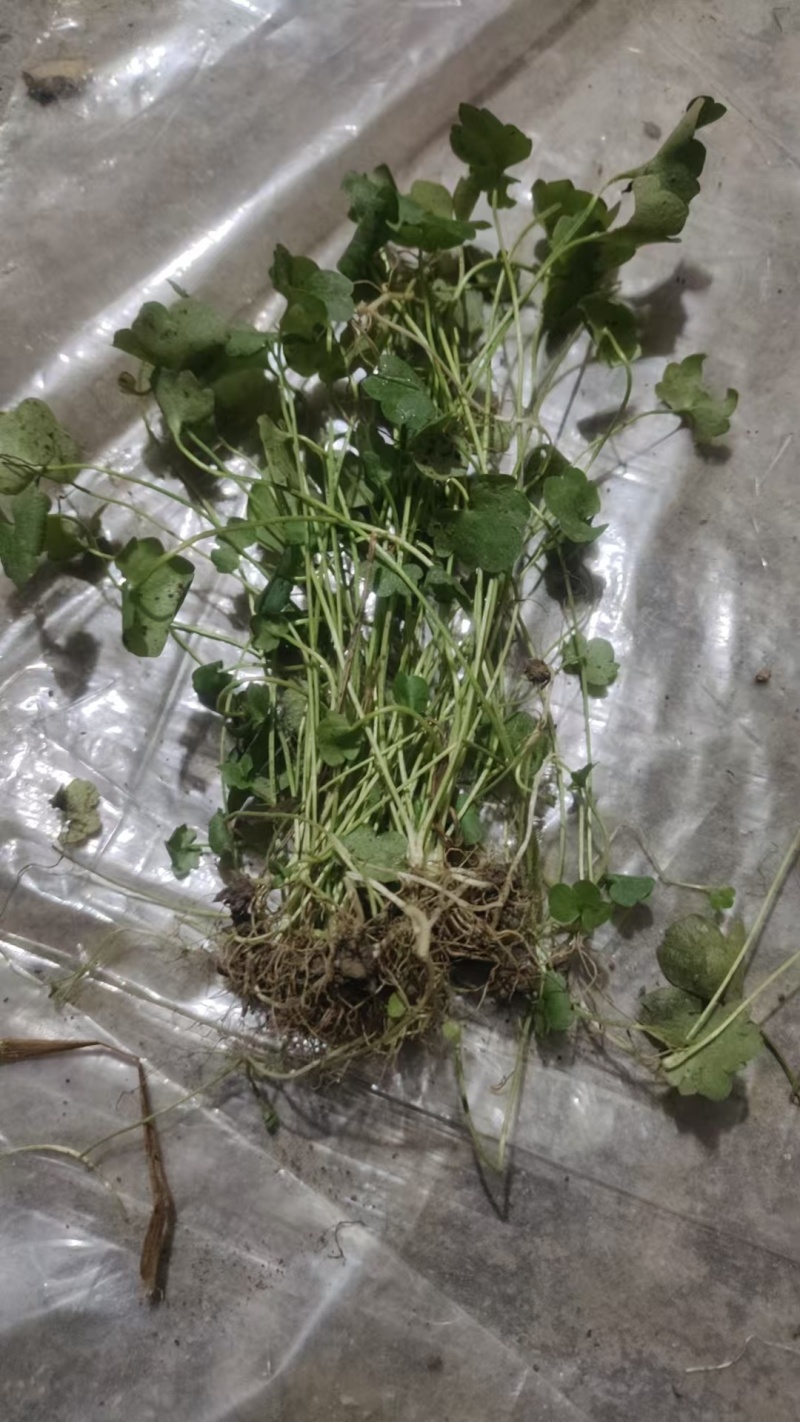 猫爪草，青苗，白芽