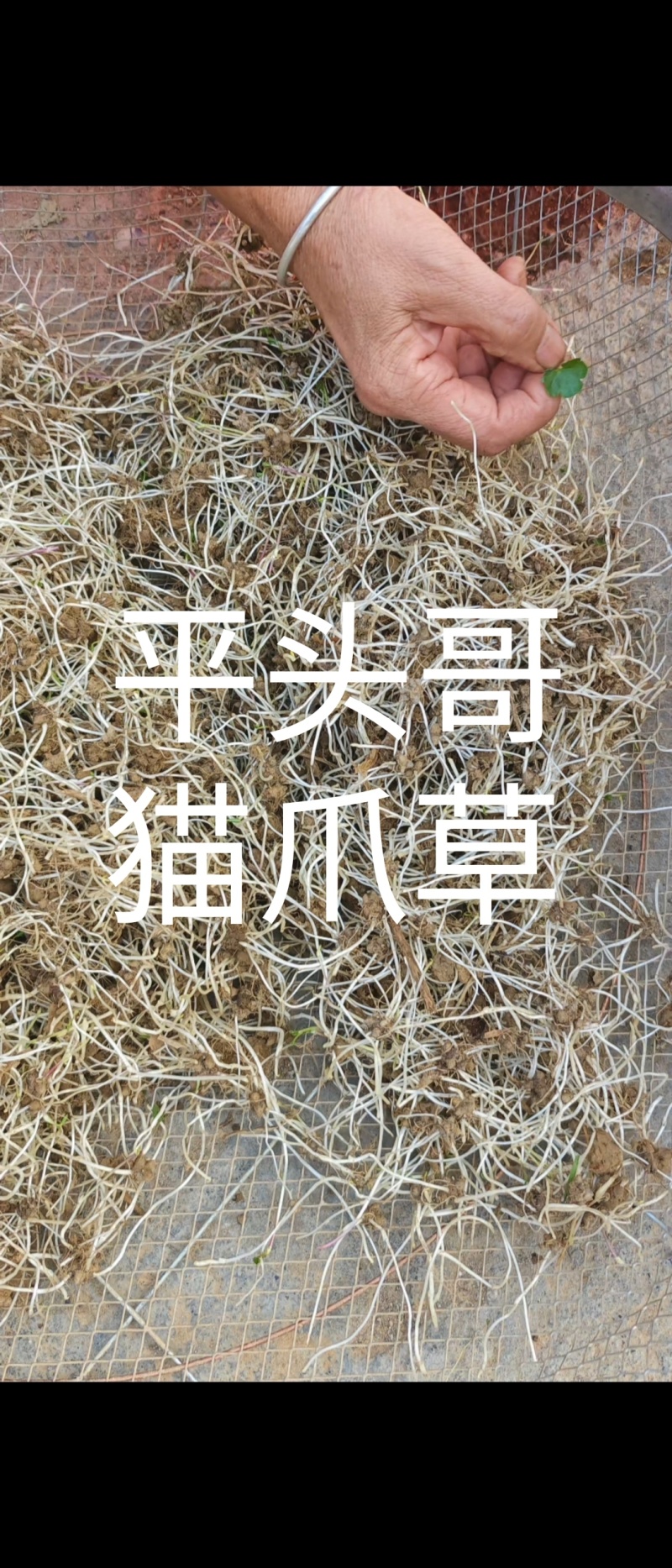 猫爪草，青苗，白芽