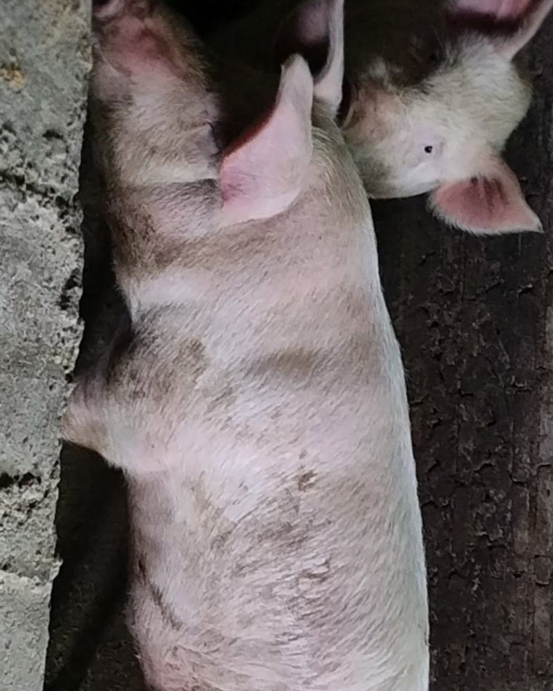 过年的毛猪