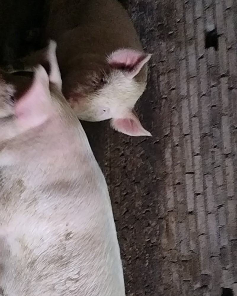过年的毛猪