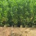 马占相思30-200，大量低价出售