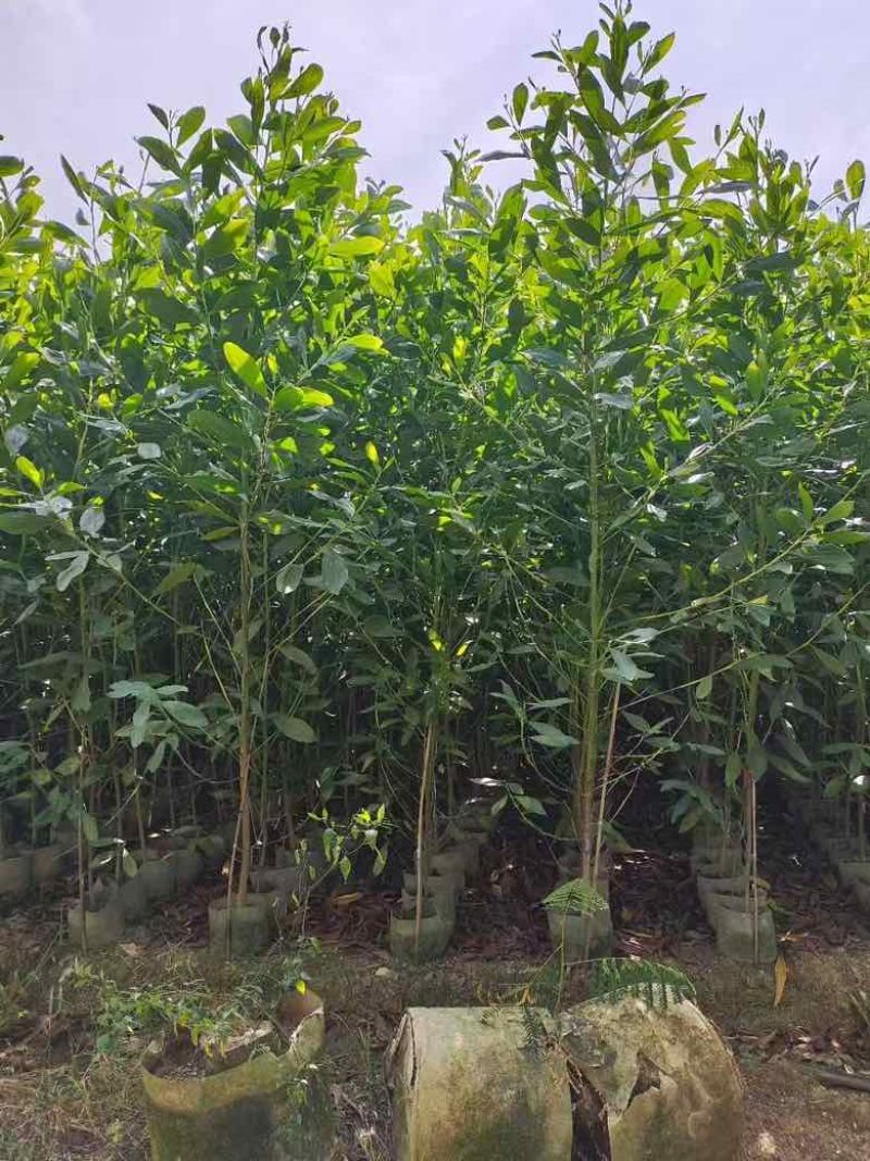 马占相思30-200，大量低价出售