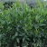 马占相思30-200，大量低价出售