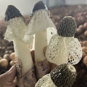 红托竹荪