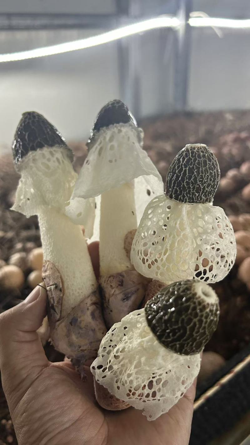 红托竹荪