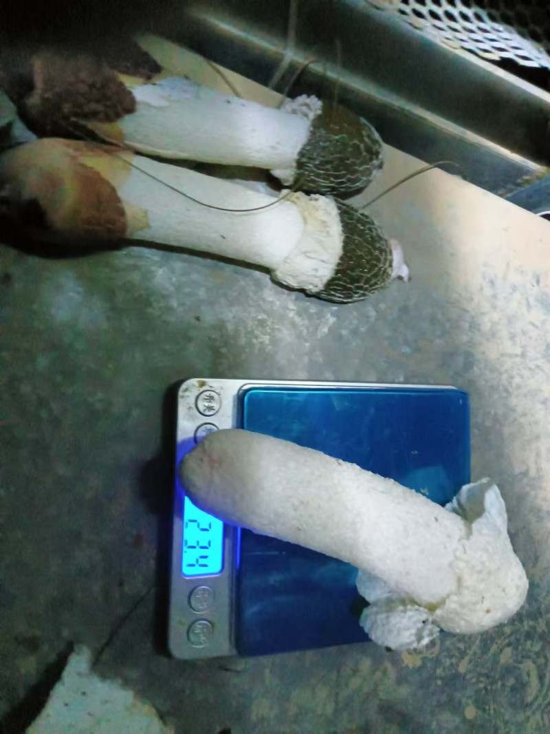 红托竹荪