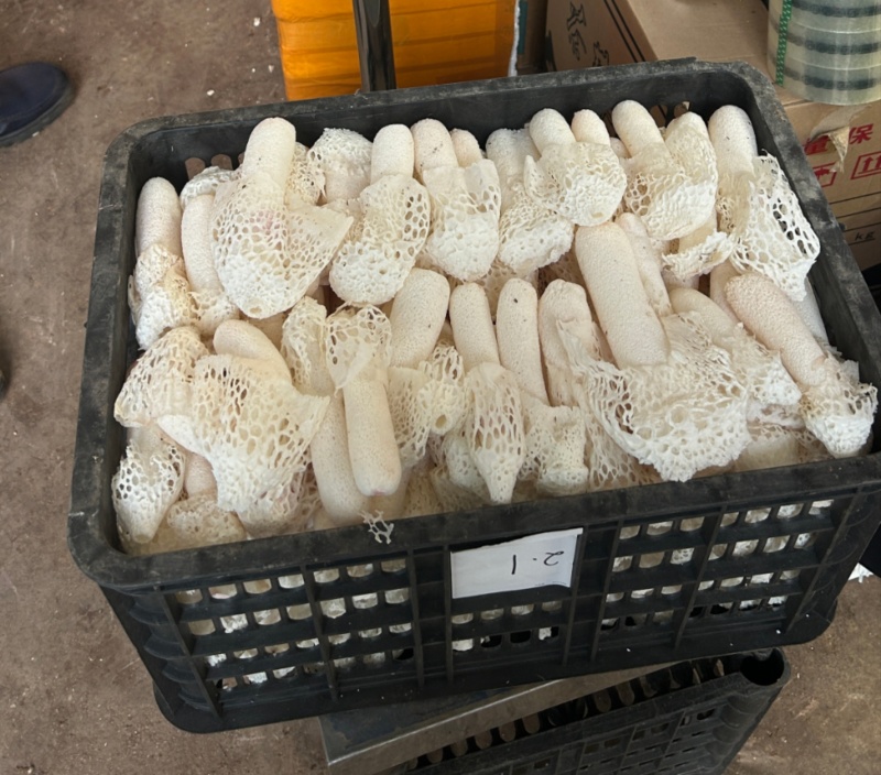 红托竹荪