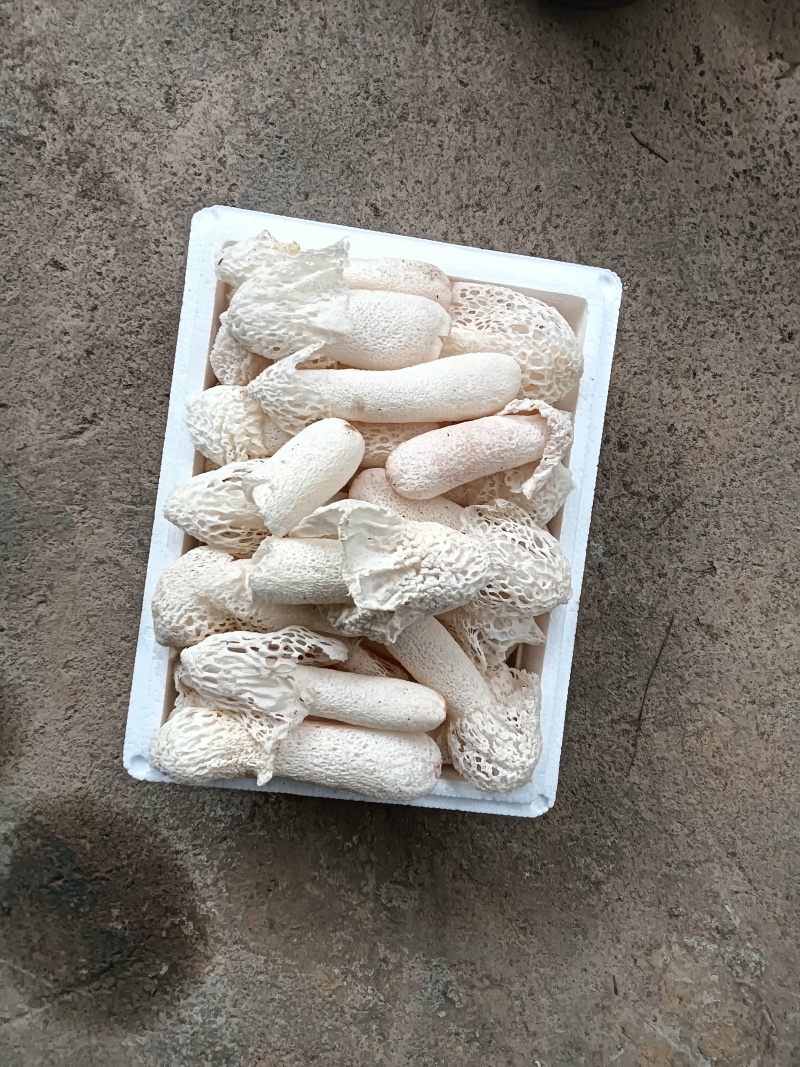 红托竹荪