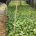 合果芋(白蝴蝶)大量低价出售