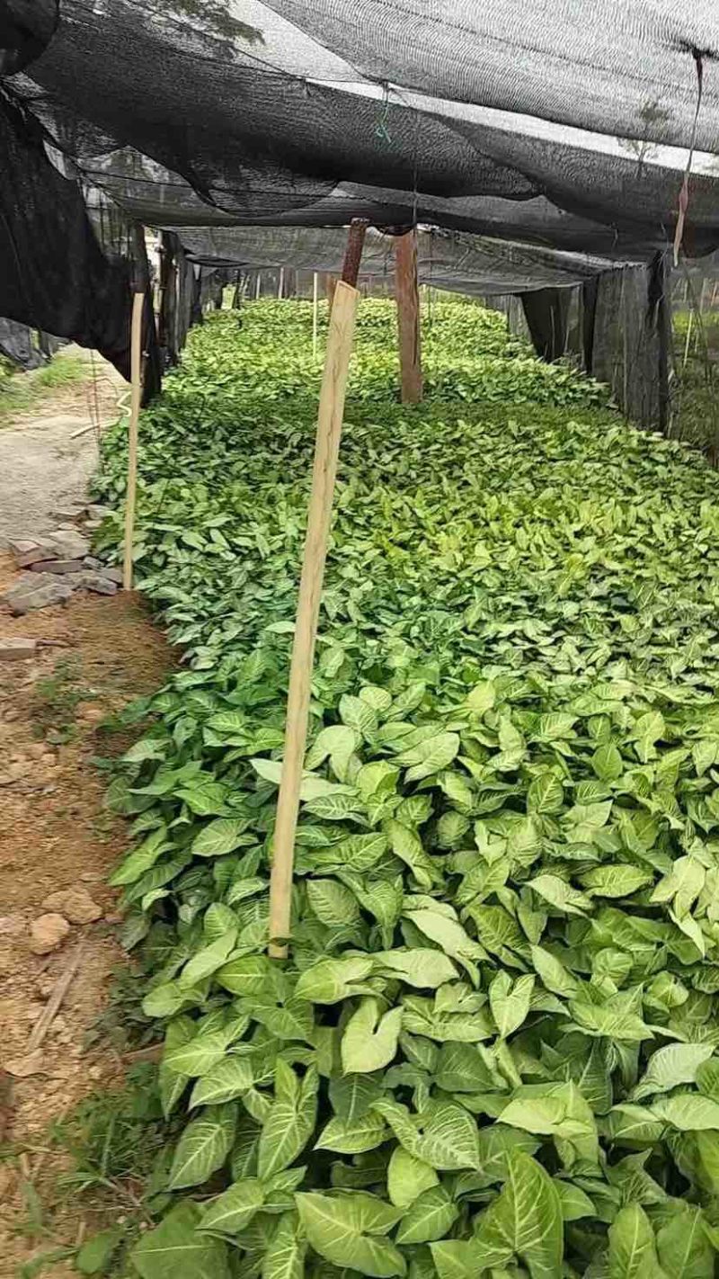 合果芋(白蝴蝶)大量低价出售