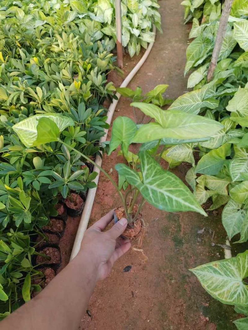合果芋(白蝴蝶)大量低价出售