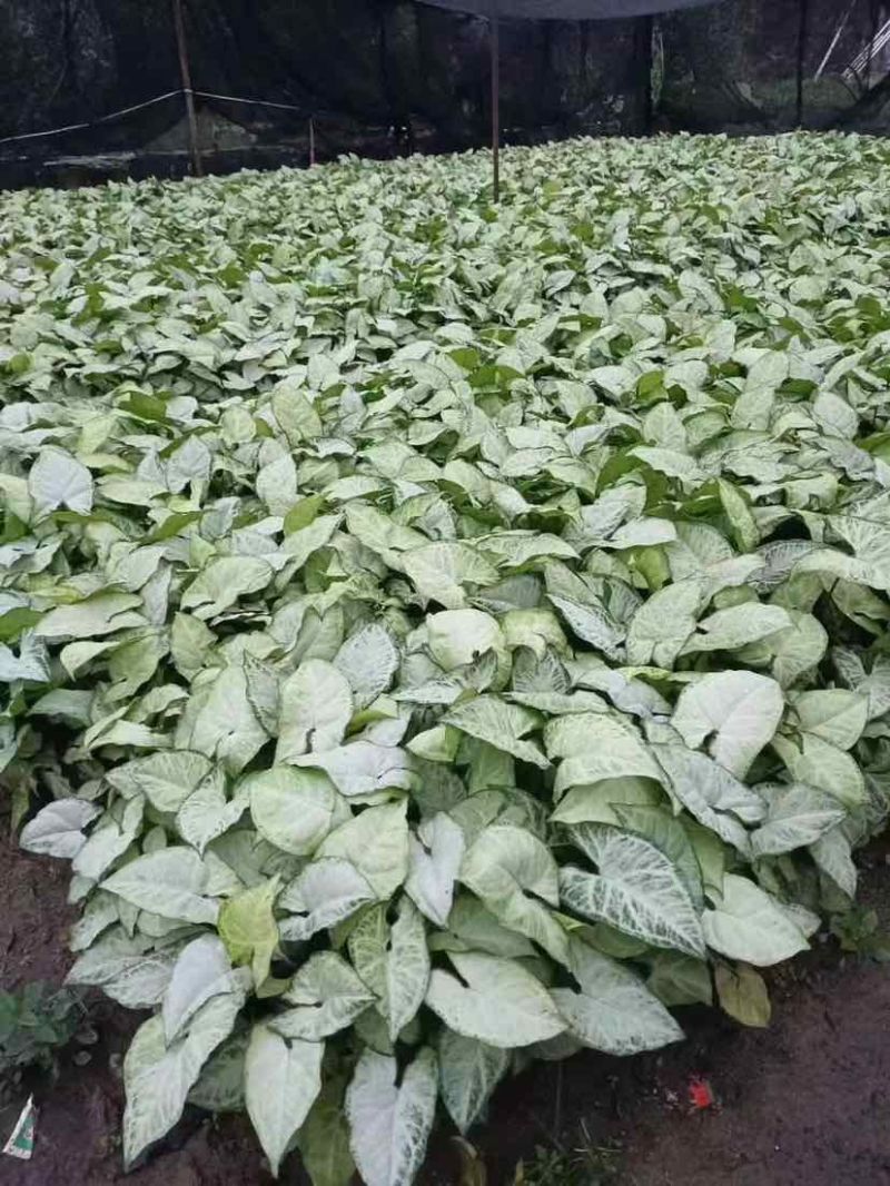 合果芋(白蝴蝶)大量低价出售