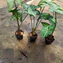 合果芋(白蝴蝶)大量低价出售