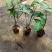 合果芋(白蝴蝶)大量低价出售