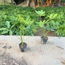 鸭脚木3斤袋7斤袋，各种规格，大量低价出售