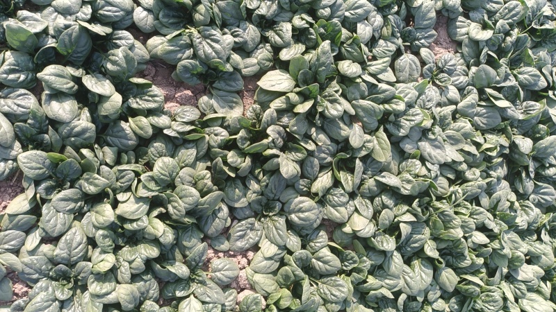 河南精品趴地菠菜