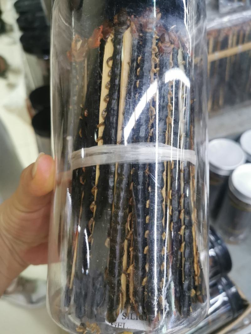 蜈蚣中药材蜈蚣/蜈蚣干红头蜈蚣保真实拍图正宗湖北蜈蚣