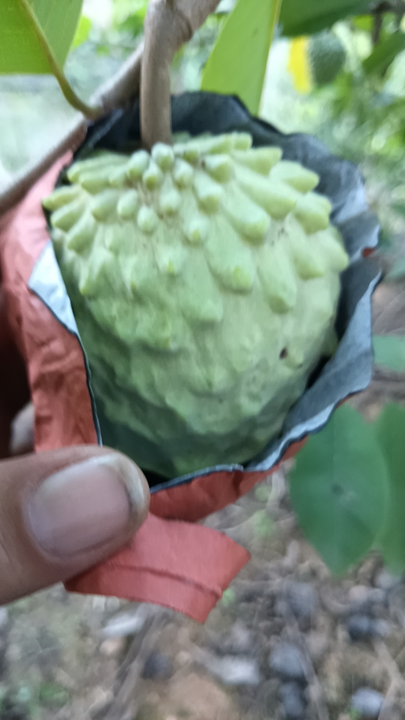 释迦果