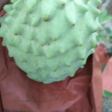 释迦果