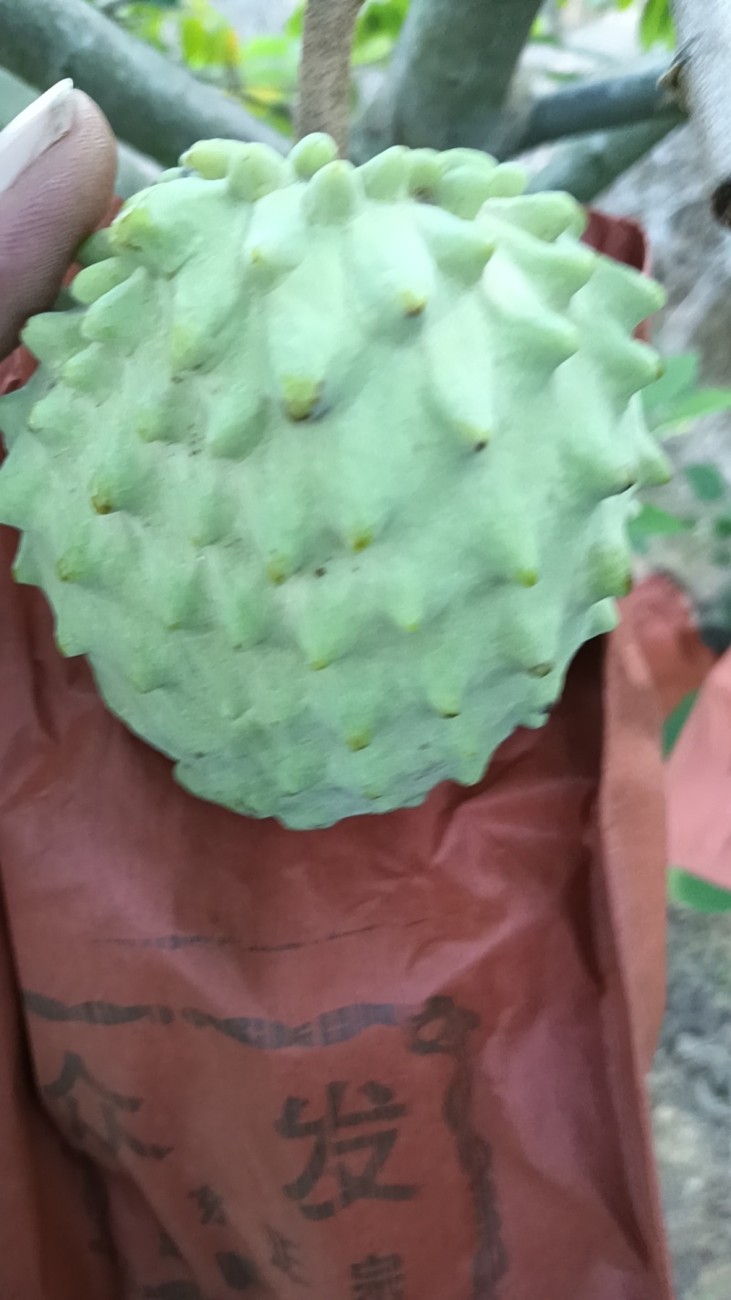 释迦果