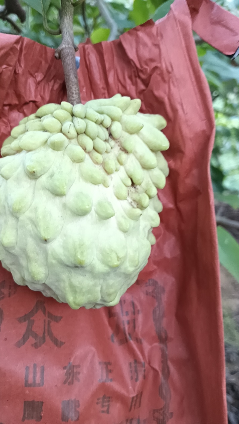 释迦果