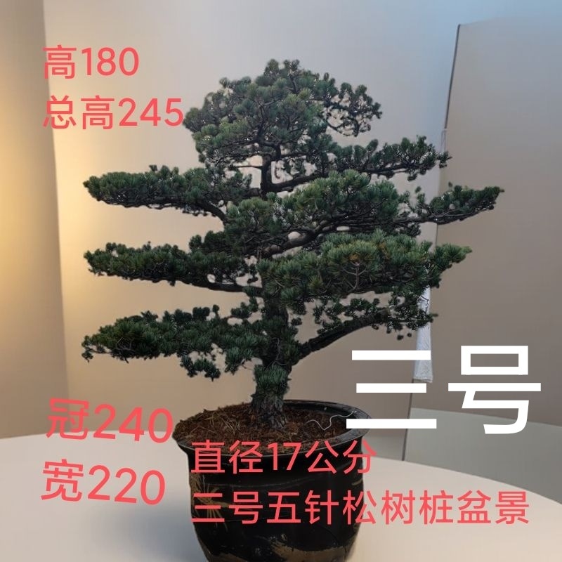 基地五针松盆景素材老桩盆景绿化苗