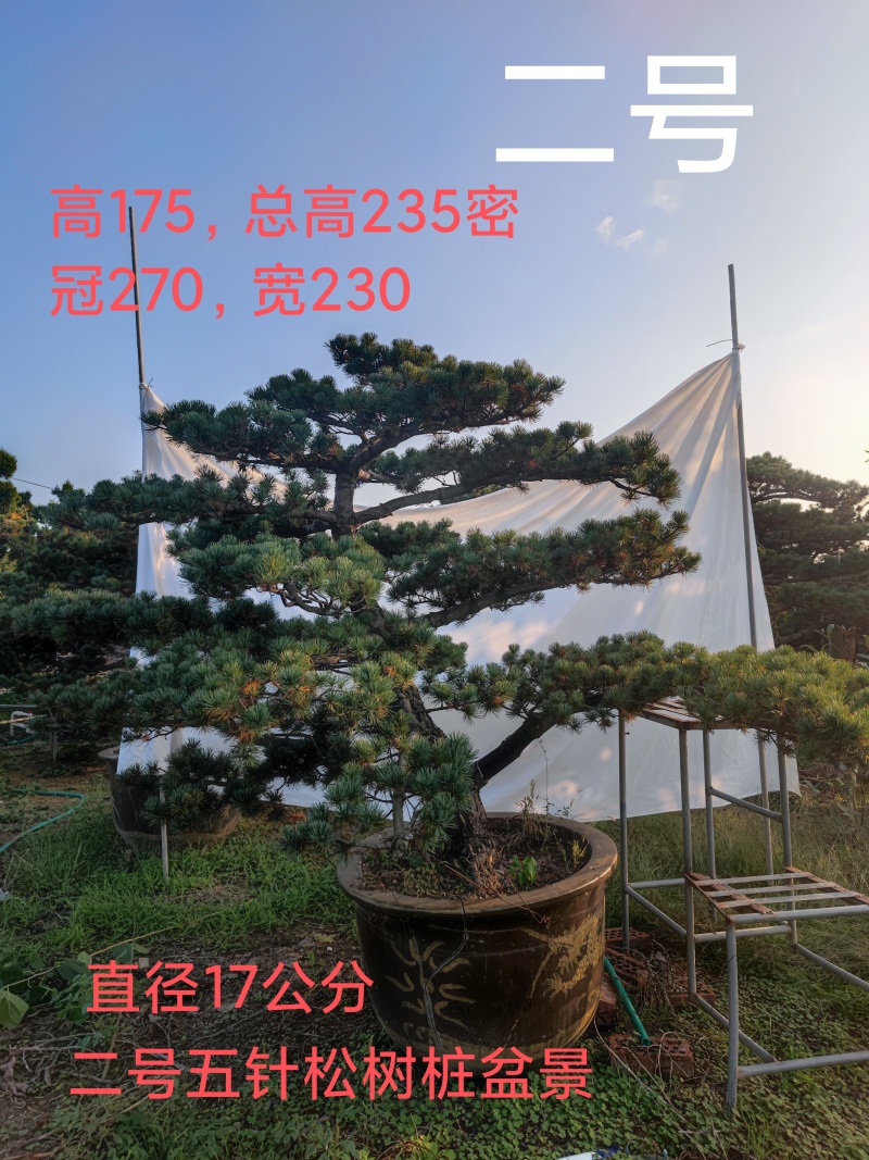 基地五针松盆景素材老桩盆景绿化苗