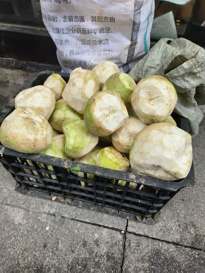 贵州瓮安县自家种的大头菜