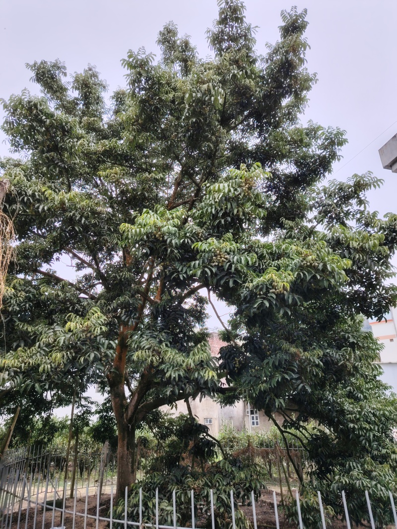 农家甜种橄榄