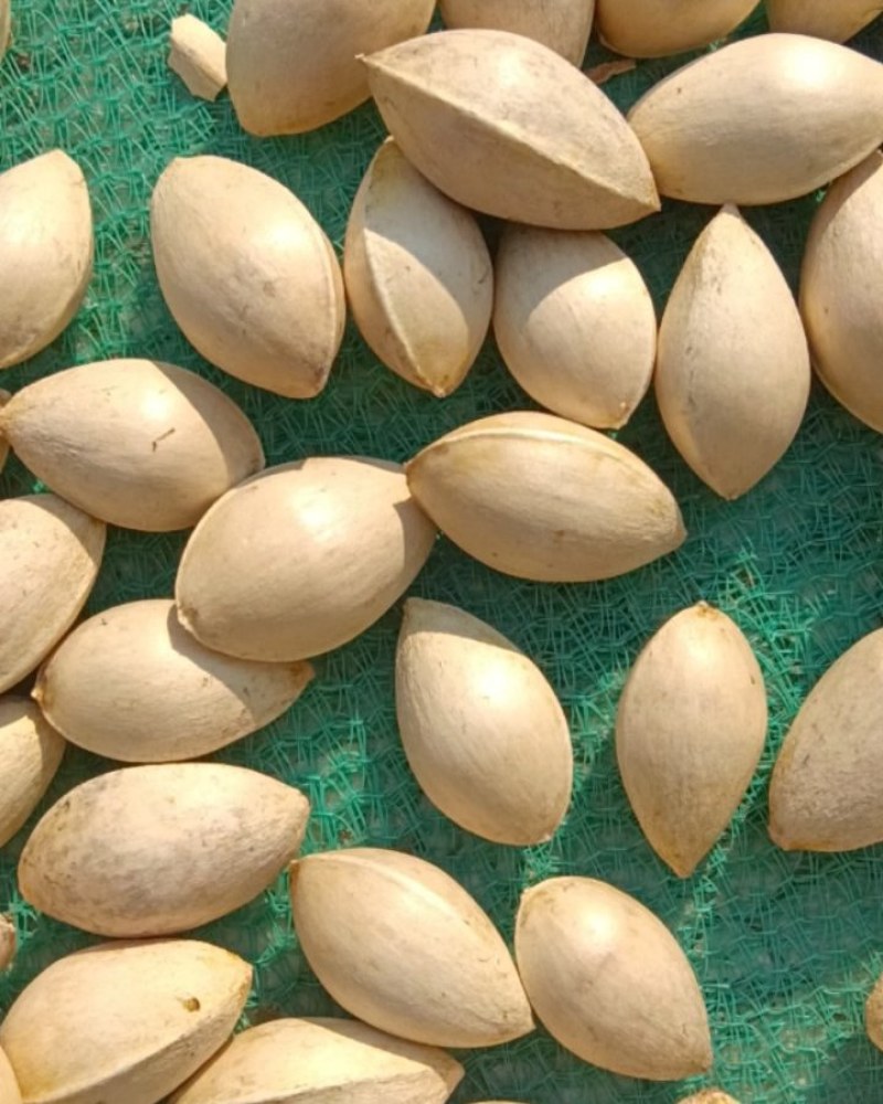 白果