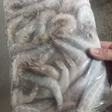白对虾