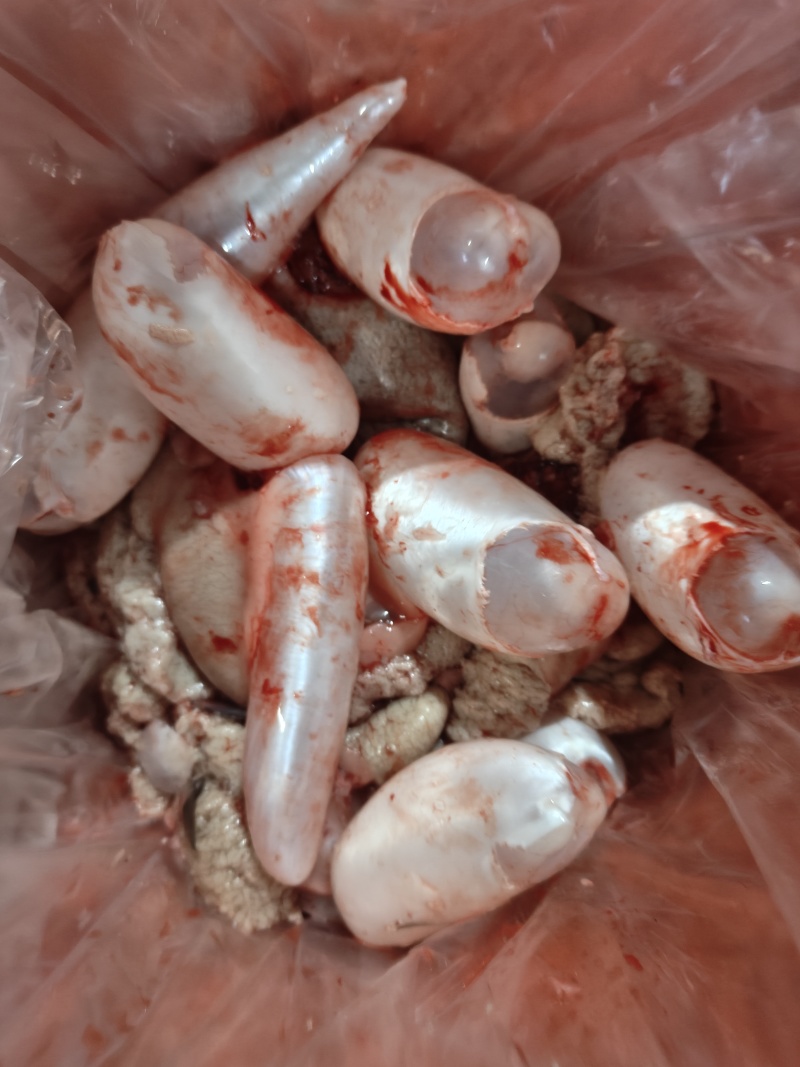 鲤鱼鱼籽